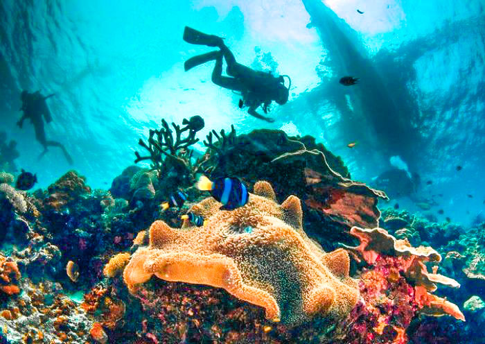 bohol-balicasag-island-snorkeling1