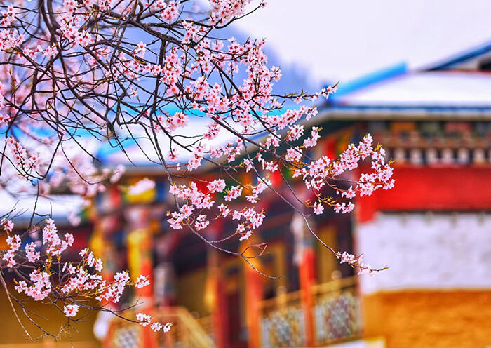 【醉美林芝】林芝波密桃花然烏拉薩羊湖日喀則9日遊