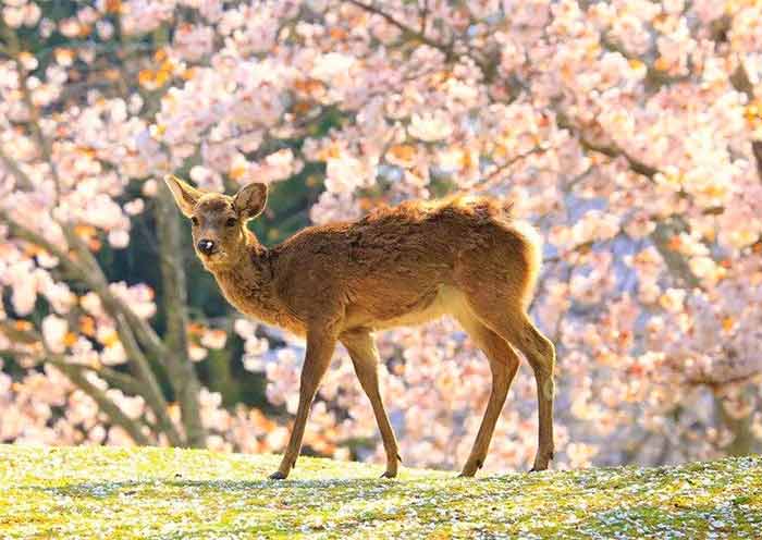 nara-park2