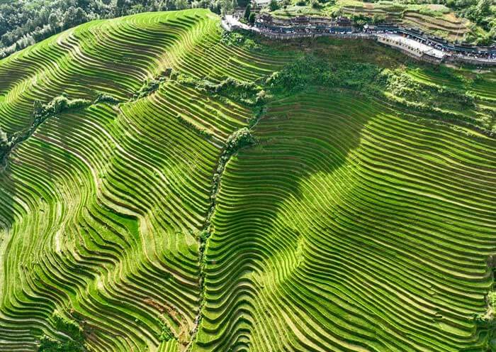 longji-rice-terrace2